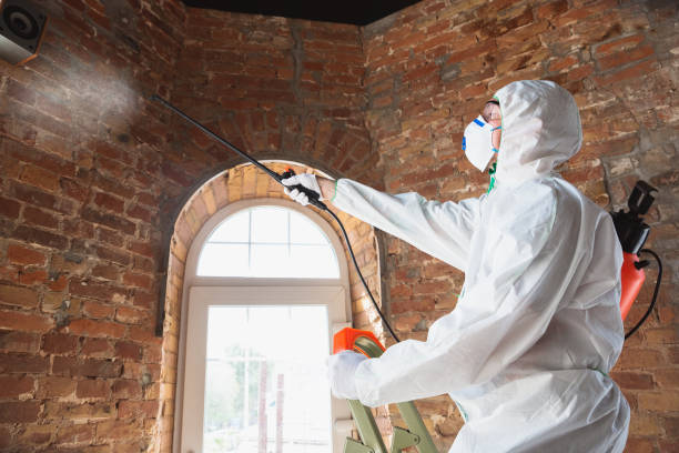 Why you should choose our mold remedi tion services in #city